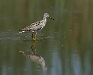 Charadriiformes Prints: Greater Yellowlegs (Tringa melanoleuca) Yolo County California USA