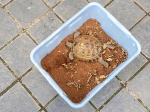 Wake Up Prints: Greek tortoise is brought out of hibernation