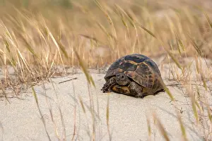 Reptiles Prints: Greek tortoise conservation status protected, standing on a beach in Greece