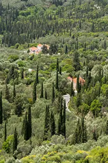 Olive Trees Prints: Greek Villas stand amounst the cypress and Olive trees in Corfu