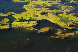 Polluted Prints: green algae mat grows on a pond surface