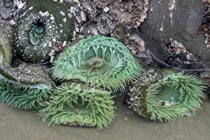 Granite Rock Prints: Green anemones by a shallow tide pool, Chesterman Beach, Tofino, British Columbia