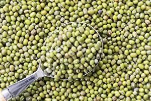 Canned Prints: Green beans seed in a Silver spoon on beans background