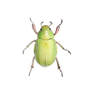 Overhead View Prints: Green beetle over white background