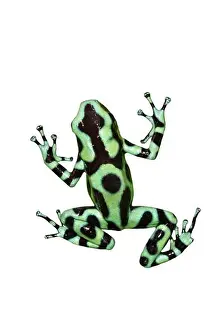 Dart Prints: Green and black poison dart frog (Dendrobates auratus) isolated on white background
