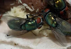 Wound Prints: green bottle flies lay eggs on Liver at sterile maggot production facility
