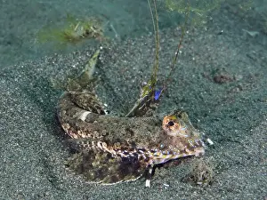 Camouflaging Prints: A green-brown finger lyrefish, giant lyrefish (Dactylopus dactylopus)