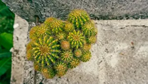 Directly Above Prints: Green cactus and spike. Selective focus close-up top-view shot on Golden barrel cactus cluster