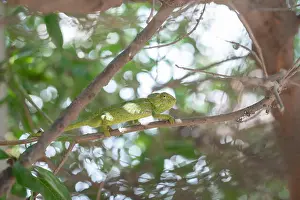 Madagascar Prints: Green chameleon in a tree