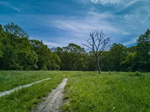 Silesia Prints: Green clearing with dry tree near path high trees and blue cloudy sky