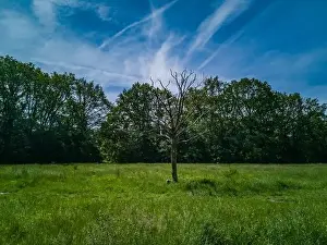 Silesia Prints: Green clearing with dry tree near path high trees and blue cloudy sky
