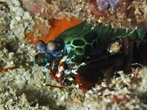 Colourfully Prints: Green clown mantis shrimp (Odontodactylus scyllarus) in bright colours hidden in the sand