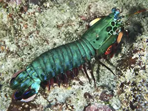 Dive Site Prints: Green clown mantis shrimp (Odontodactylus scyllarus) on a sandy seabed