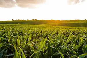 Agronomy Prints: Green corn field thriving under warm golden hour sunlight