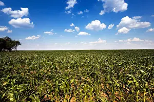 Tilt Prints: green corn sprouted