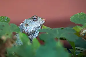 Cold Blooded Prints: Green crested lizard, black face lizard