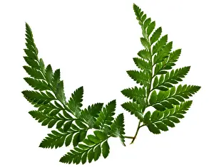 Ferns Prints: green fern leaf isolated on a white background