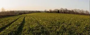 Grass Blue Prints: Green field country side at sunset panorama