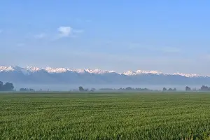 Green field against foggy forest and snowy mountains in the background