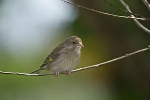 Perch Prints: green finch perching in shade