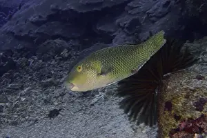 Swims Prints: Green fish, black-eyed fathead minnow (Hemigymnus melapterus)