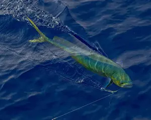 Bait Prints: A green fish caught on a fishing rod in the ocean, still swimming underwater