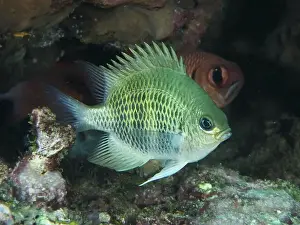 Caribbean Island Prints: A green fish, staghorn coral damselfish (Amblyglyphidodon curacao)