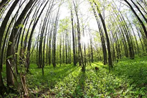 Backlit Prints: green forest in spring. sunlight. fisheye lens