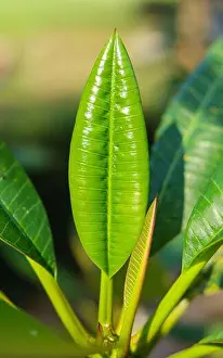 Green Field Prints: Green frangipani leaves on blurred background - natural plants landscape