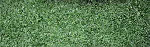 Turf Prints: Green grass background, green lawn pattern textured background