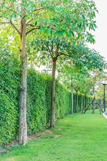 Trim Prints: Green grass, green hedge and green trees background in the garden