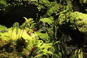 Goldfish Prints: Green grass, thickets, moss, fern in the aquarium. Organization of life in the aquarium