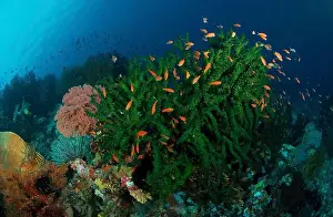 Large Group Of Animals Prints: Green hard coral and crinoids with school of red fish, Manado, North Sulawesi, Indonesia