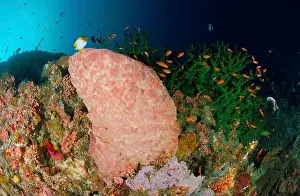 Group Of Animals Prints: Green hard coral and pink barrel sponge with school of red fish on colourful wall