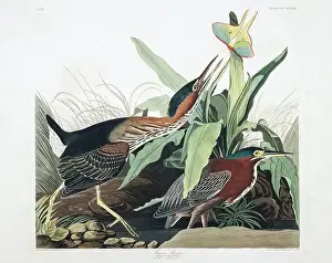 Copyright Free Public Domain Prints: Green heron. Bird illustration from Birds of America by John James Audubon- 1860