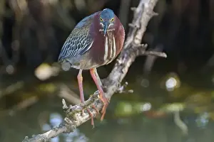 Natural Environments Prints: Green heron (Butorides virescens)