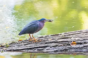 Canal River Prints: Green Heron (Butorides virescens) sitting on a fallen tree with prey on the Potomac River