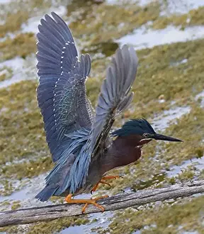 Beauty Day Prints: Green Heron flying over the swamp in the forest, Canada