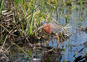 Fort Myers Prints: A green heron near Fort Myers Florida, walks through a marsh looking for food