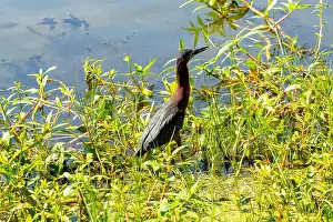 Outdoor Activities Prints: Green Heron searching for food, New Orleans city park, Louisiana, USA