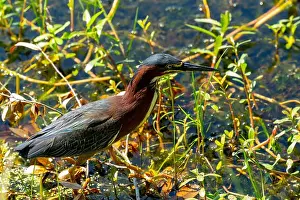 Outdoor Activities Prints: Green Heron searching for food, New Orleans city park, Louisiana, USA