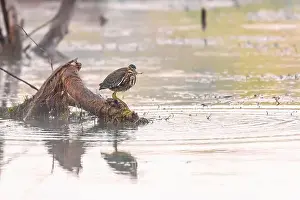 Canal River Prints: Green Heron sitting on a tree branch with prey on the Potomac River. Maryland. USA