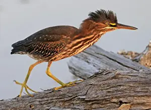 Green Heron Prints: Green Heron walking on a tree trunk on the swamp in the forest, Canada