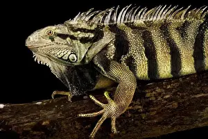 Iguana Prints: The Green Iguana (Iguana iguana) is a variable giant lizard species