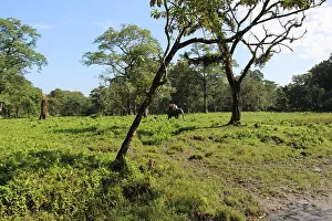 West Bengal Prints: Full of green. Inner portion of Jaldapara National Park, West Bengal, India