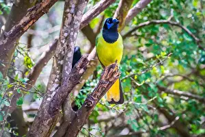 Yellowish Prints: A Green Jay in Laguna Atascosa NWR, Texas