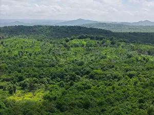 Lawns Prints: Green jungle landscape background aerial drone view
