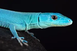 Curled Prints: The Green keel-bellied lizard (Gastropholis prasina) is a spectacular tree dwelling lizard species