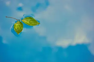 Alive Prints: Green leaves floating in the calm water reflecting the sky