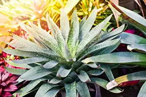 Green Growth Prints: green leaves large bromeliad garden colorful of striped bromeliad flower blooming in nursery farm plant green house